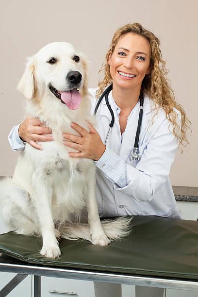 Veterinarian examining pet with first aid supplies on table