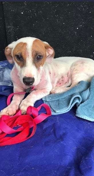 Golden Retriever Max looking timid at shelter before adoption