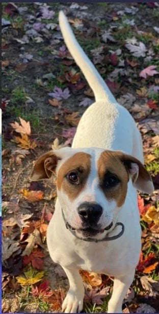 Happy Golden Retriever Max playing in park after adoption with family
